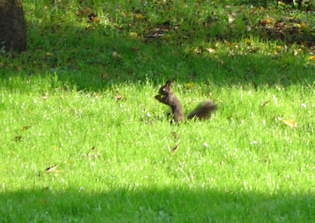 A squirrel in a garden next to the Fine Stay apartment
