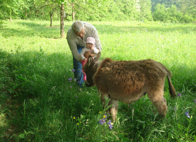 Cute donkey animal in green meadow grass pasture near the Fine Stay apartment