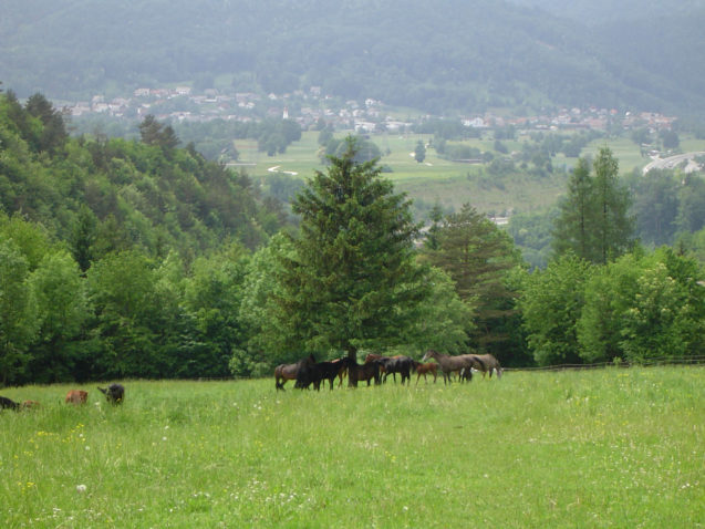A group of horses on a pasture in the Gorenjska region of Slovenia
