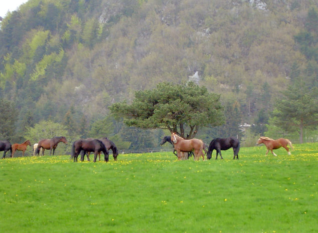 A group of horses grazing on a pasture near Bled