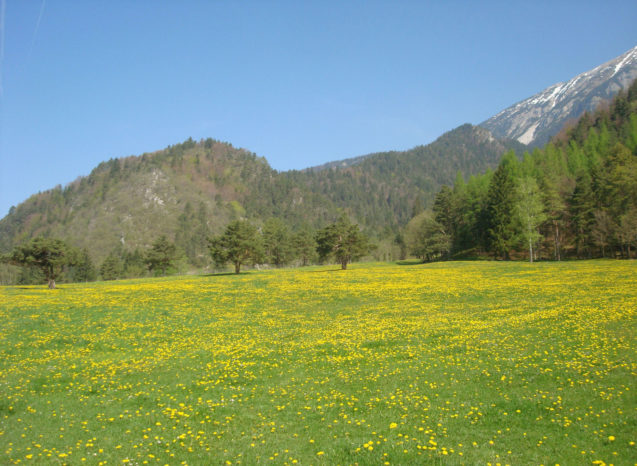 Yellow dandelion meadows in the spring in the Zavrsnica valley, Slovenia