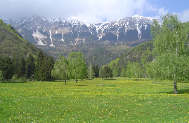 Meadows in the surroundings, Slovenian Alps