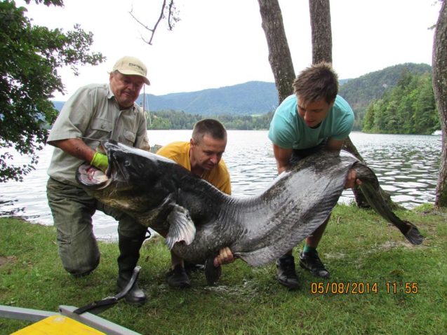 A fisherman caught a 2,45 meters long catfish in the Lake Bled