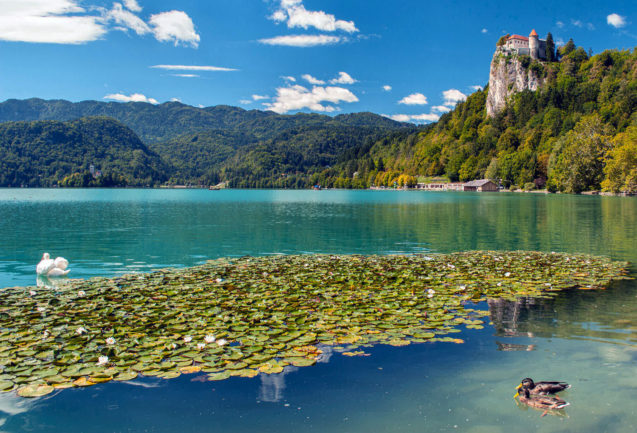 Water lilies and swan on the surface of Bled Lake