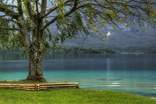 A tree at Lake Bohinj in Slovenia