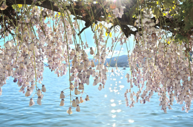 lake-woerthersee-wisteria-promenade-carinthia