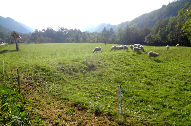 sheep-pasture-slovenia