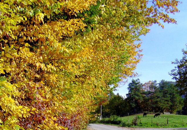 autumn-nature-slovenia-032