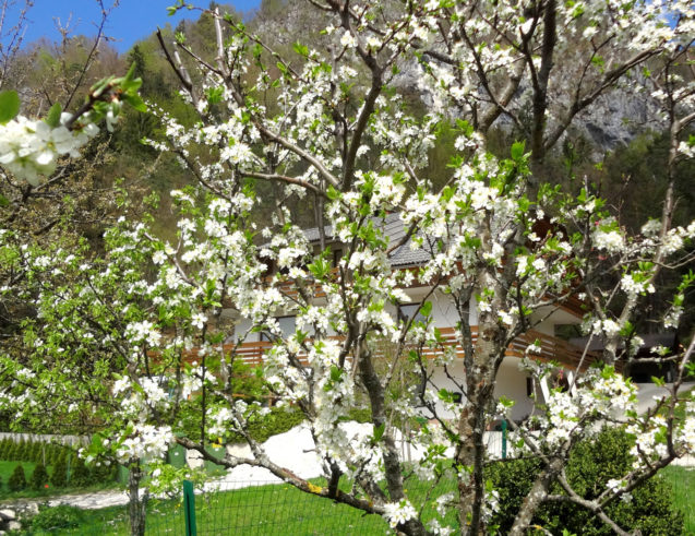 Blooming fruit tree in spring in front of the Fine Stay Apartment