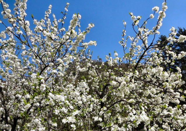 Blooming fruit tree in spring