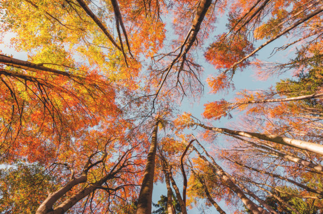 autumn-colors-slovenia