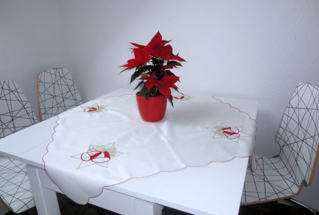 Red poinsettia With its star-shaped leaves and traditional red and green colouring on the dinning table