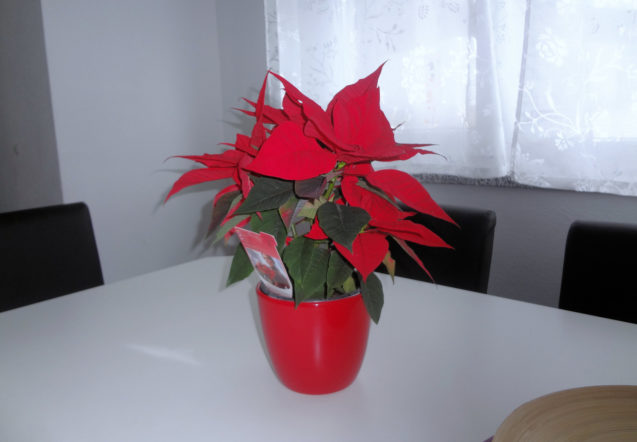 The queen of the Christmas plants, a poinsettia on the dinning table