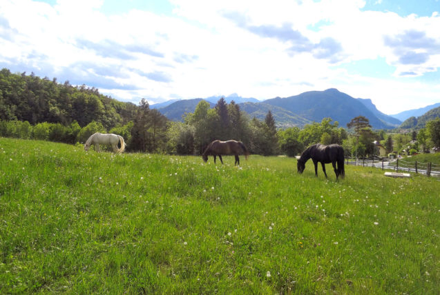 Horses on a pasture in the green Zavrsnica valley in Slovenia