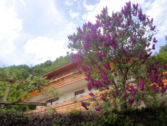 Fine Stay Apartments with a blooming lilac tree in spring