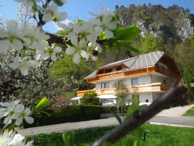 Blooming fruit tree and Fine Stay Apartments in spring