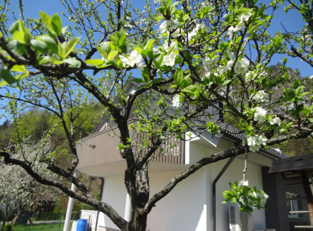 A blooming plum tree and Apartments Fine Stay in the background