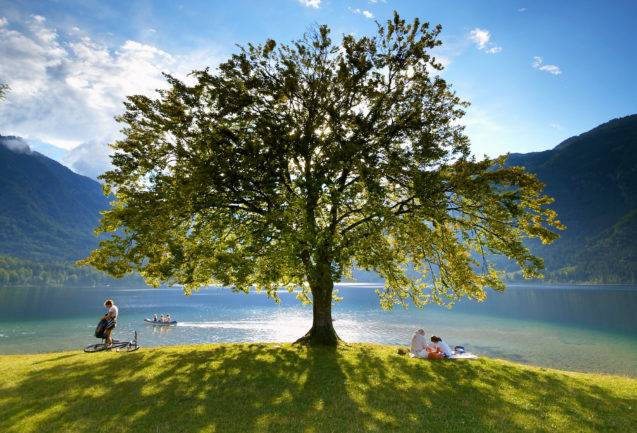 A tree at Lake Bohinj