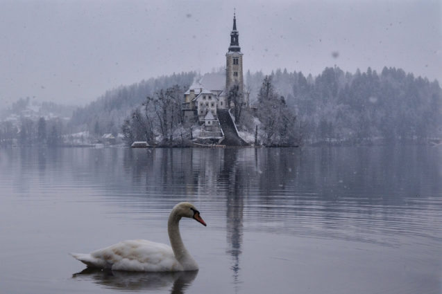 A white swan in front of the Bled island during snowfall in winter