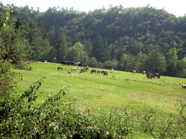 A zoomed-in view of a herd of horses from the balcony of Apartments Fine Stay Slovenia