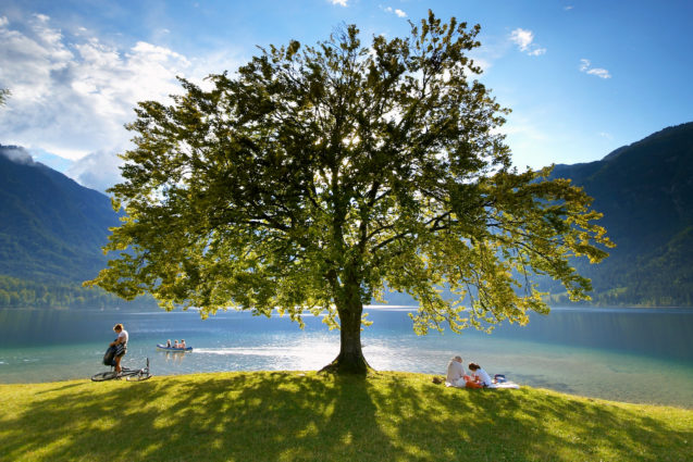 Lake Bohinj tree in summer