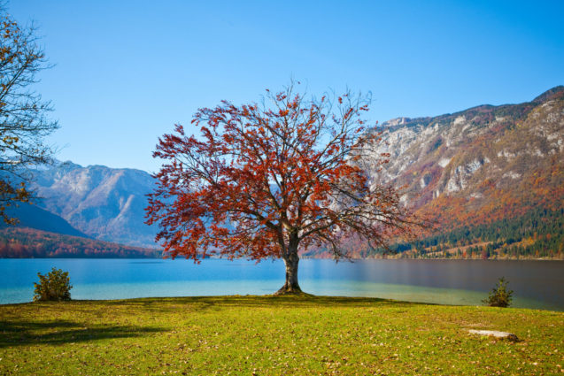 A tree at Lake Bohinj in fall
