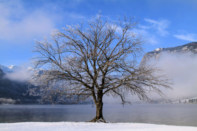 A tree at Lake Bohinj blanketed with snow in winter