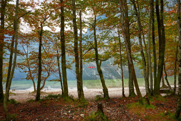 View of Lake Bohinj through the trees in fall