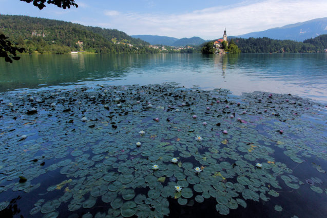 Water lilies that cover large expanses of Lake Bled, Slovenia