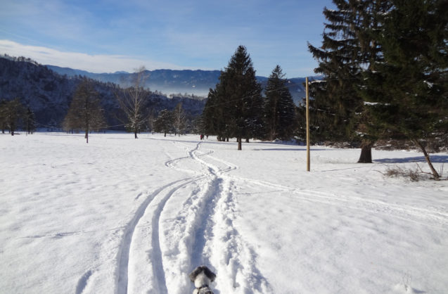 Nice walks on the snow, near Bled in Gorenjska