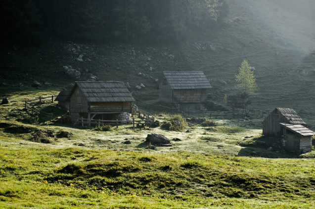 Konjscica alpine meadow on the Pokljuka plateau dotted with several shepherds huts
