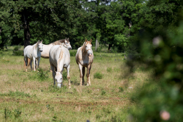 Group of Lipizzan Horses in a field at Lipica Stud Farm in Slovenia