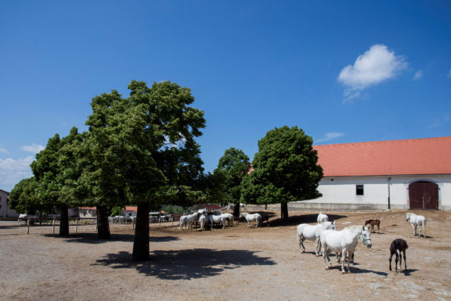 Lipica Stud Farm in the village of Lipica in Slovenia