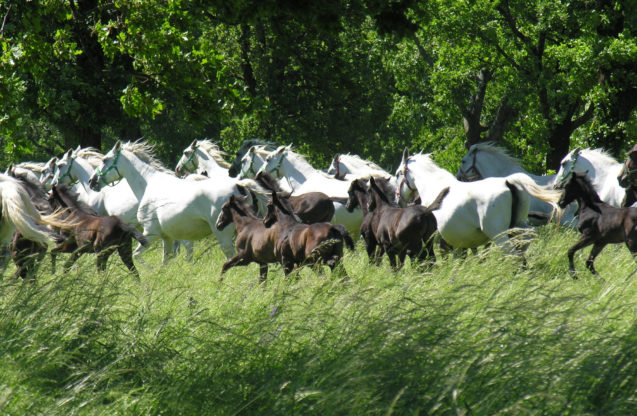 Herd of Lipizzan Horses in a field at Lipica Stud Farm in Slovenia