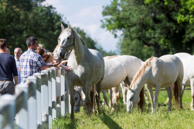 White Lipizzan horses at Lipica Stud Farm bordered by white fences