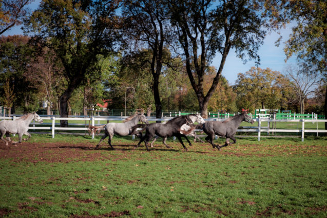 Black Lipizzaner foals in a field at Lipica Stud Farm in Slovenia