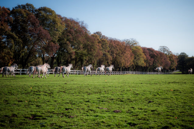 White Lipizzaner Horses running in a field at Lipica Stud Farm in autumn