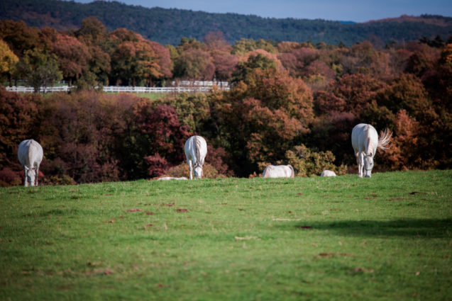 White Lipizzan horses grazing in a field at Lipica Stud Farm in autumn