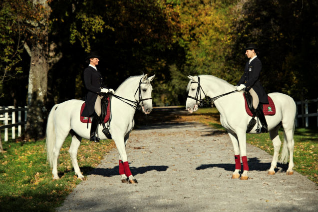 Demonstration of classical dressage of Lipizzan horses at Lipica Stud Farm in Slovenia