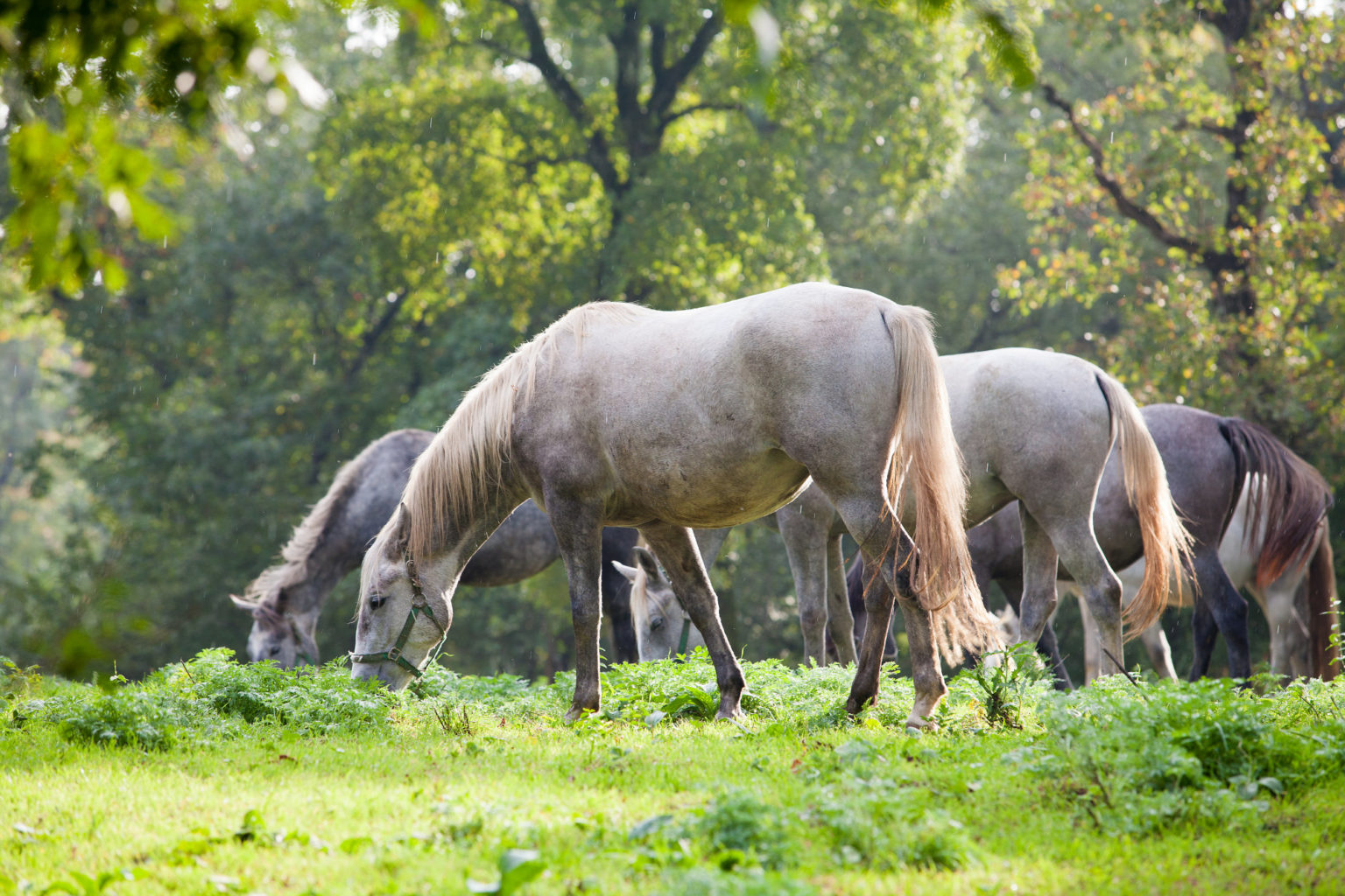 Visit And Explore The Lipica Stud Farm In Slovenia