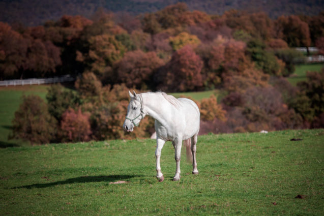 White Lipizzan Horse in a field at Lipica Stud Farm in autumn