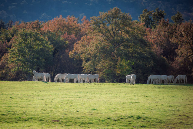 White Lipizzaner horses at Lipica Stud Farm in autumn