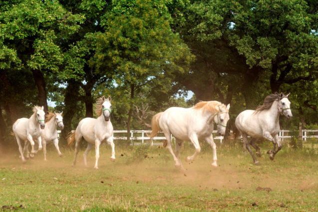 White Lipizzan Horses running in a field at Lipica Stud Farm in Slovenia
