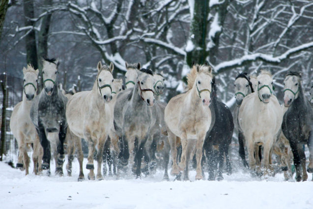 White Lipizzaner horses in a field blanketed with snow in winter at Lipica Stud Farm