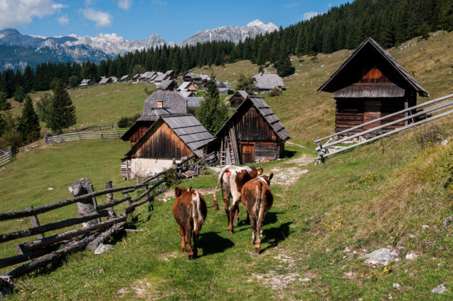 A couple of cows in Zajamniki mountain pasture at Pokljuka Plateau in Slovenia
