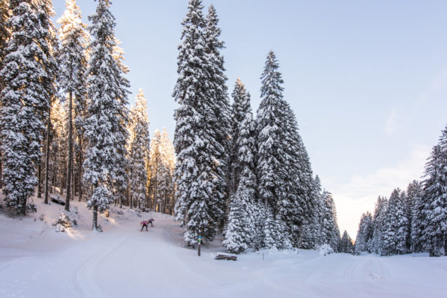 Cross-country skiing at Pokljuka Plateau blanketed with snow in winter