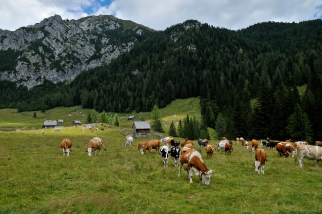 Cows graze in the Konjscica mountain meadow at Pokljuka Plateau in Slovenia