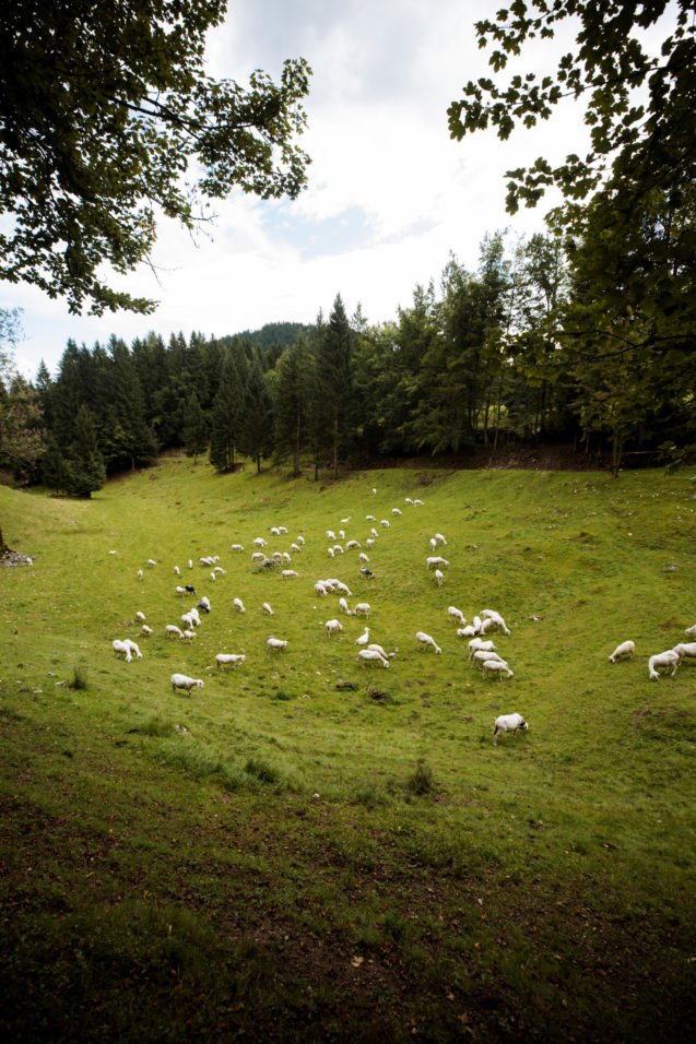 Sheep graze in a mountain meadow at Pokljuka Plateau in Slovenia