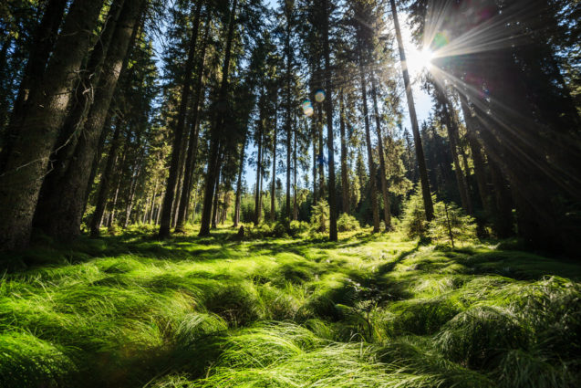 Spruce forest at Pokljuka Plateau in Slovenia in summer