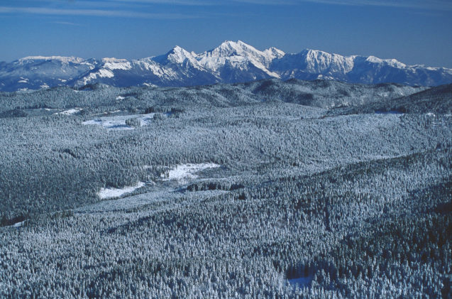 Aerial view of the spruce forest at Pokljuka Plateau blanketed with snow in winter